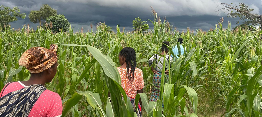 Cornfield